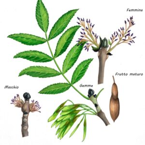 FRASSINO - FRAXINUS EXCELSIOR - OLEACEAE -  8041