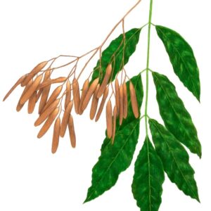 FRAXINUS ORNUS - FRASSINO ORNIELLO - OLEACEAE - 8042