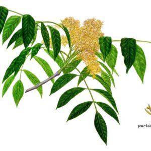 FRAXINUS ORNUS - FRASSINO ORNIELLO - OLEACEAE - 8045