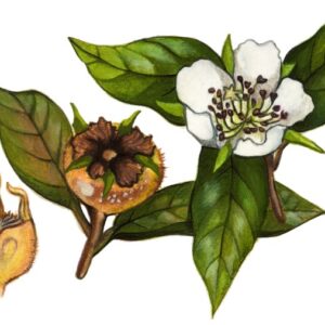 NESPOLO SELVATICO - NESPILUS - ROSACEAE