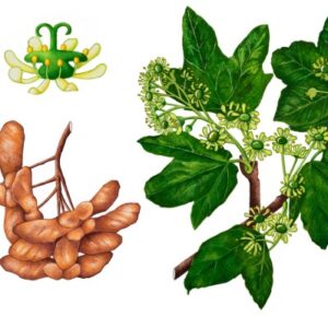 ACERO OPPIO - ACER CAMPESTRE - ACERACEE