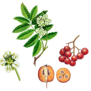 SORBUS AUCUPARIA, SORBO DEGLI UCCELLATORI, ROSACEAE