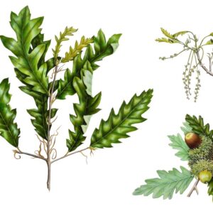 CERRO GHIANDE - QUERCUS CERRIS - QUERCIA  - FAGACEAE