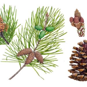 PINO MARITTIMO - PINUS PINOSTER, PINACEAE