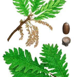 QUERCUS FRAINETTO - FAGACEAE