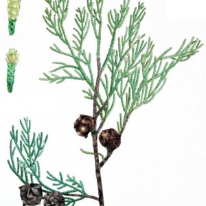 CIPRESSO - CUPRESSACEAE;