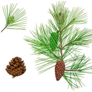 PINUS HALEPENSIS, PINO DI ALEPPO, PINACEAE