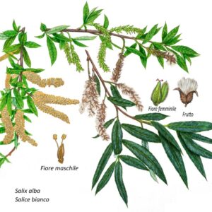 SALIX ALBA, SALICE BIANCO, SALICACEAE
