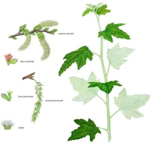 POPULUS ALBA, PIOPPO BIANCO, SALICACEAE