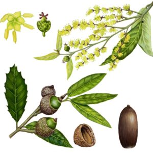 QUERCUS ILEX - LECCIO