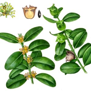 BOSSO COMUNE - BUXUS SEMPERVIRENS