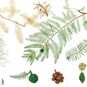 CUPRESSUS, CIPRESSO, CUPRESSACEAE