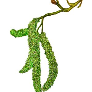 ALNUS CORDATA, ONTANO NAPOLETANO, BETULACEAE