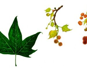 PLATANO ACERIFOLIA - PLATANO IBRIDO ACERIFOLIA - CAPOLINO MASCHILE IN ALTO - CAPOLINO FEMMINILE IN BASSO - SAPINDACEAE