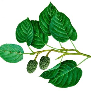 .ONTANO NAPOLETANO - ALNUS CORDATA - 9414