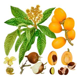 PRUNUS ARMENIACA, ALBICOCCO,  ROSACEE