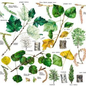 POPULUS NIGRA, PIOPPO NERO, POPULUS ALBA, PIOPPO BIANCO, POPULUS TREMULA, PIOPPO TREMULO, SALICACEAE