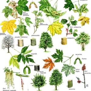ACER PLATANOIDES, ACERO RICCIO, PLATANOIDE, SAPINDACEAE