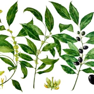 LAURO, LAURUS, LAURACEAE - 9498