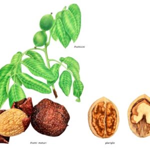 NOCE; NOCE BIANCO; JUGLANS REGIA; JUGLANDACEAE