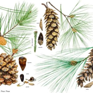 PINUS PINEA - PINUS WALLICHIANA, PINACEAE