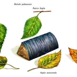 BETULA PENDULA, BETULLA BIANCA, BETULA PUBESCENS, BETULACEAE