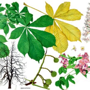 IPPOCASTANO, AESCULUS HIPPOCASTANUM, SAPINDACEAE - 9509