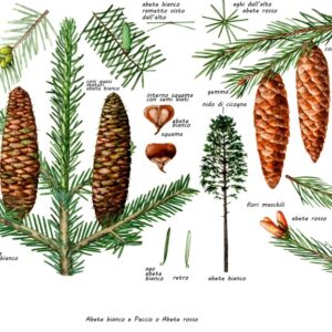 ABETE BIANCO, ABETE ROSSO O PECCIO ABETE ORIENTALE, PINACEAE, PARTICOLARI