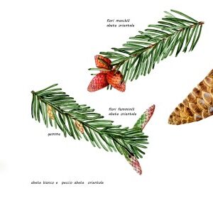 ABETE BIANCO, ABETE ROSSO O PECCIO ABETE ORIENTALE, PINACEAE, PARTICOLARI