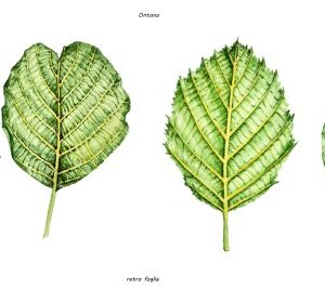 OLMI, OLMO, ALNUS, ALNUS INCANA, BETULACEAE