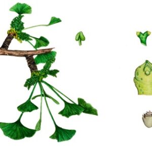 GINKO BILOBA, GINKGOACEAE - 9516