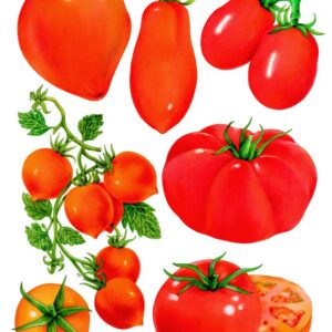 TAVOLA VARIETÀ DI POMODORI