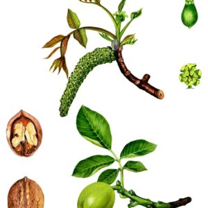 NOCE, NOCE BIANCO, JUGLANS REGIA, JUGLANDACEAE