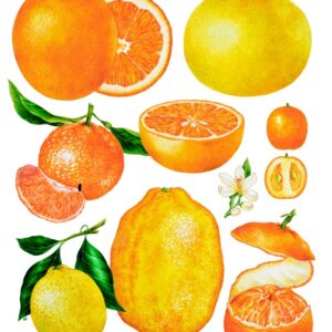 TAVOLA VARIETÀ DI AGRUMI