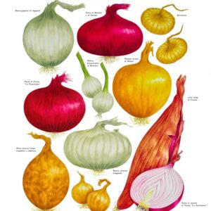 TAVOLA VARIETÀ DI CIPOLLE