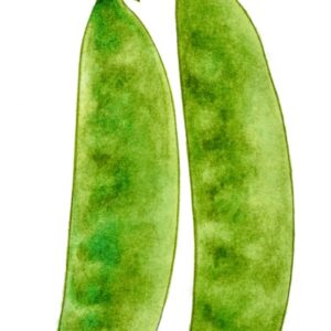 TACCOLE O PISELLI MANGIATUTTO