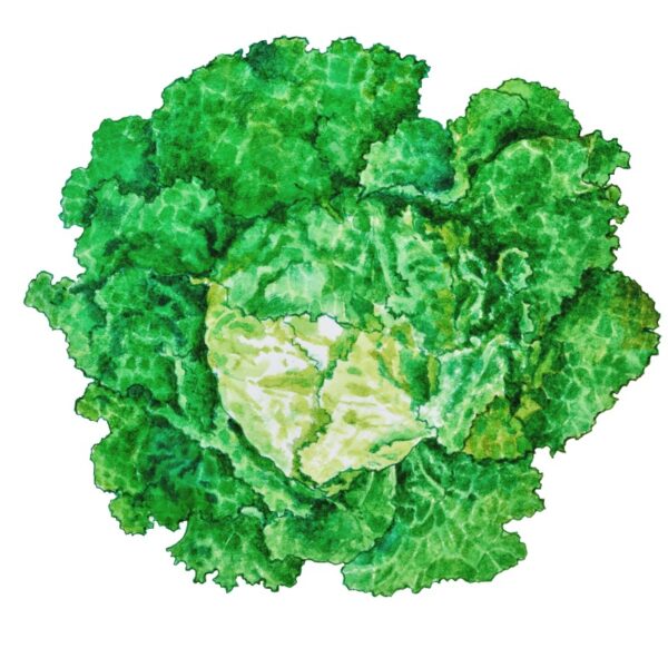 LATTUGA CAPPUCCINA DI NAPOLI O BATAVIA