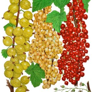 RIBES UVA-CRISPA O UVA SPINA, RIBES BIANCO, RIBES ROSSO, GROSSULARIACEAE