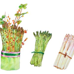 ASPARAGI; ASPARAGI BIANCHI. ASPARAGI VERDI; ASPARAGI SELVATICI - 9627