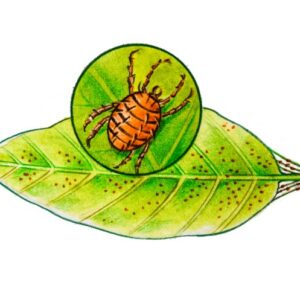 ACARO O RAGNETTO ROSSO