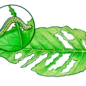 BRUCO, CURA E PARASSITI DELLE PIANTE