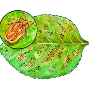 TINGIDE DELLA ROSA, CURA E PARASSITI DELLE PIANTE