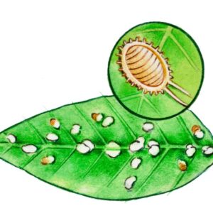 COCCINELLA LANOSA, CURA E PARASSITI DELLE PIANTE, COCCINIGLIA COTONOSA