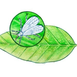 MOSCA BIANCA, CURA E PARASSITI DELLE PIANTE