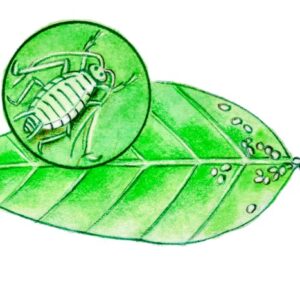 AFIDE, CURA E PARASSITI DELLE PIANTE