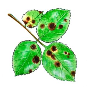 TICCHIOLATURA, CURA E PARASSITI DELLE PIANTE