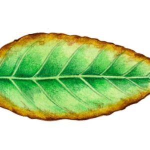 MALATTIE DELLE PIANTE, FOGLIA BORDI BRUNO ROSSI - 9944