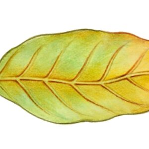 MALATTIE DELLE PIANTE, FOGLIA INGIALLITA - 9945