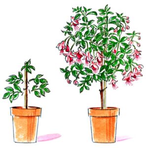 CURA DELLE PIANTE, FUCHSIA TUTORE