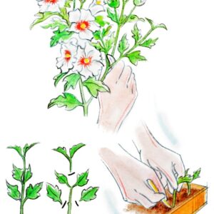 9953-CURA DELLE PIANTE, HIBISCUS MOLTIPLICAZIONE PER TALEA SEMILEGNOSA